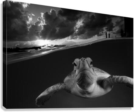 Evenin Turt Canvas Print