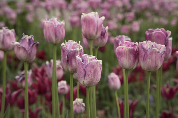 Tulips Bountiful by Eleven Arts Photography