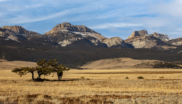 Mule hiding Under Shade Tree Montana Rocky Mountains 69A2400 T Pict by Jim Ward
