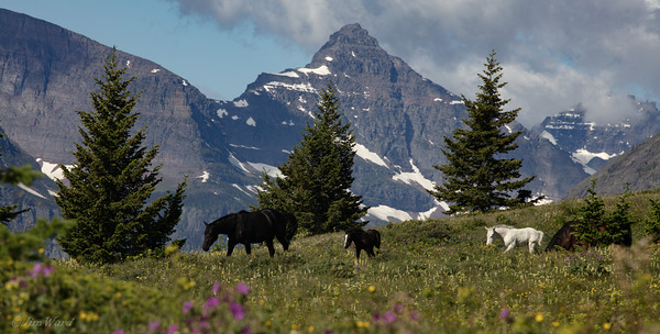 Wild Horse Grazing on Blackfeet Nation & Glacier National Park Peaks 69A7119 T Pict by Jim Ward