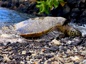 Honu By The South Shore