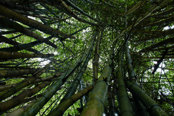Bamboo Forest Print