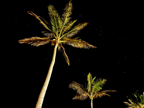 West Palms Print