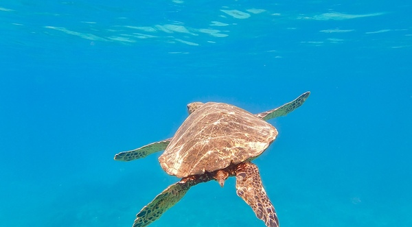 Pacific Honu Print