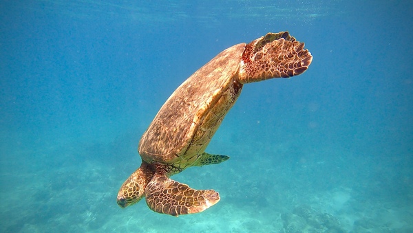 Hawaii Honu by Meena Nieve