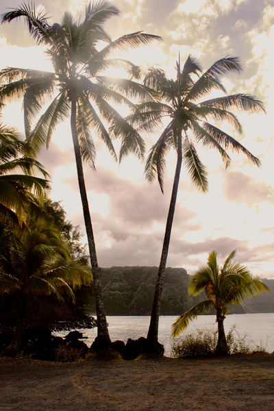 Ohana Tree Print