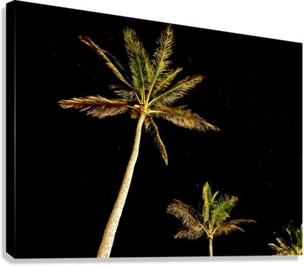 West Palms Canvas Print