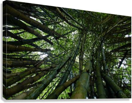 Bamboo Forest Canvas Print