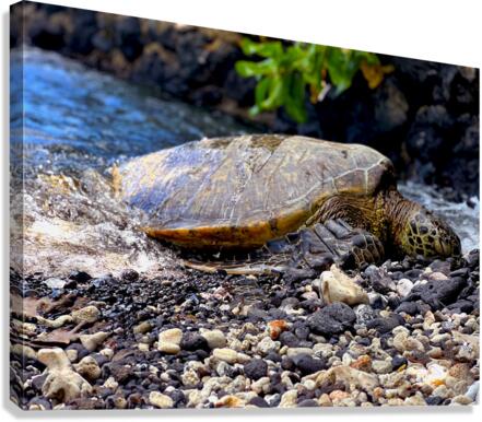 turtle Canvas Print