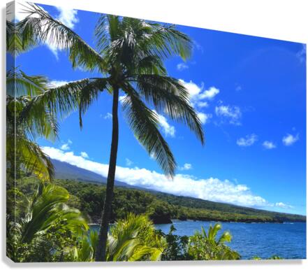 Sun Palm Canvas Print