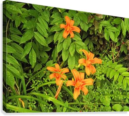 Oranger Lilly 5 Canvas Print