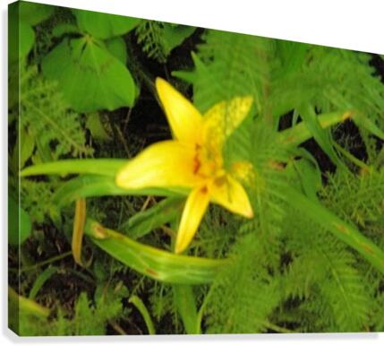Yellow Flower Canvas Print