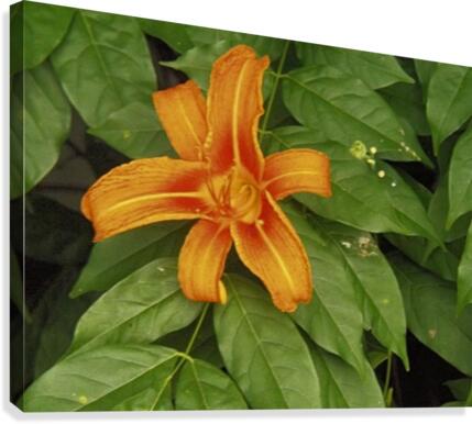 Orange Lilly Canvas Print