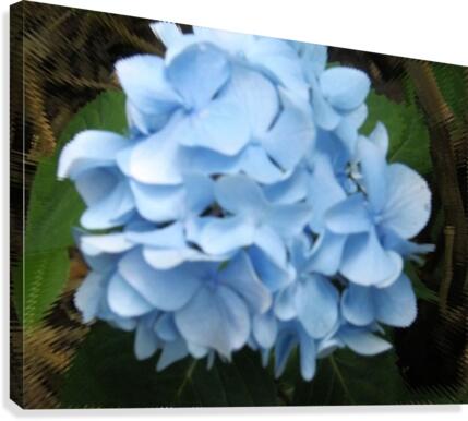 Hydrangea Canvas Print