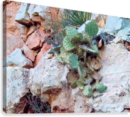 Cactus Canvas Print