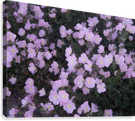 Flower Garden Canvas Print