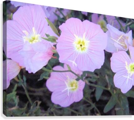 Flowers Canvas Print