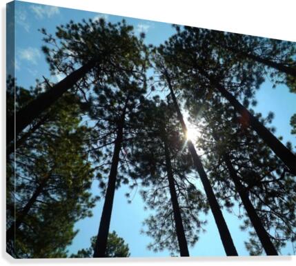 Look Up Canvas Print