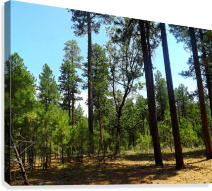 From A Differet Place Canvas Print