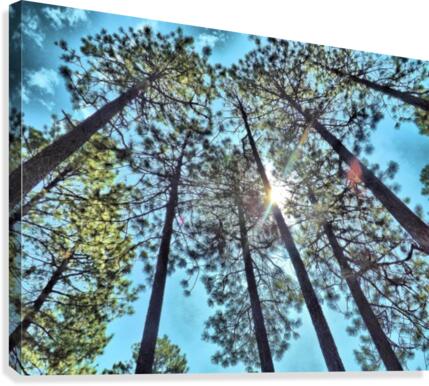 Tree Tops Canvas Print