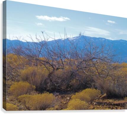 Weeds Canvas Print