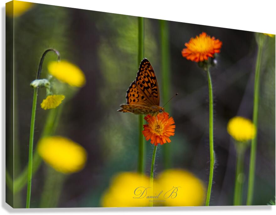 Delicate Canvas Print