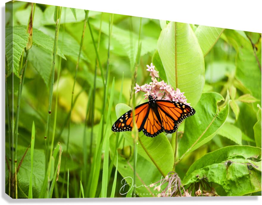 Monarch Canvas Print