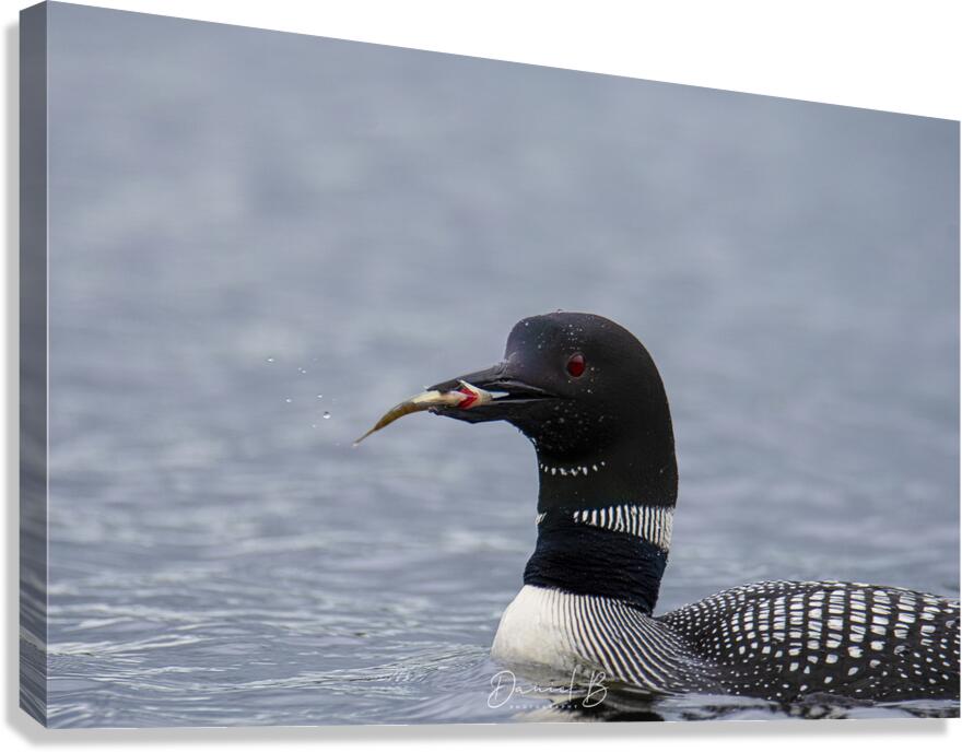 Opeongo Loon Canvas Print