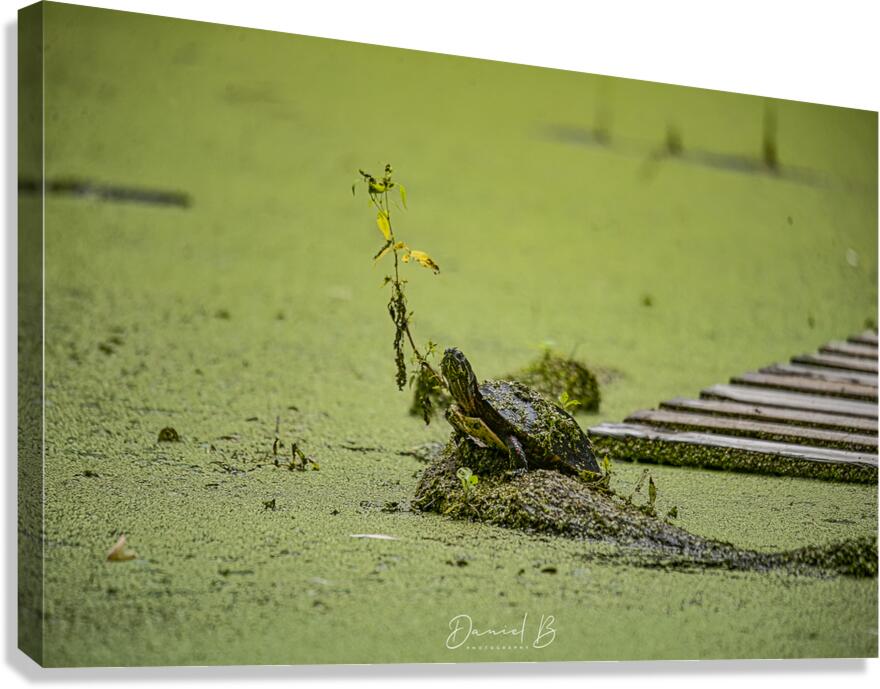 Painted Turtle Canvas Print