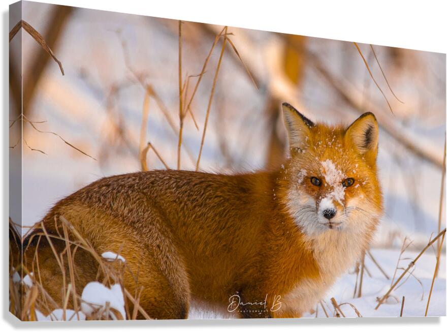 Sunset Fox Canvas Print