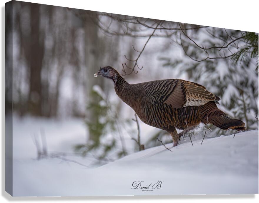 Talking Turkey Canvas Print