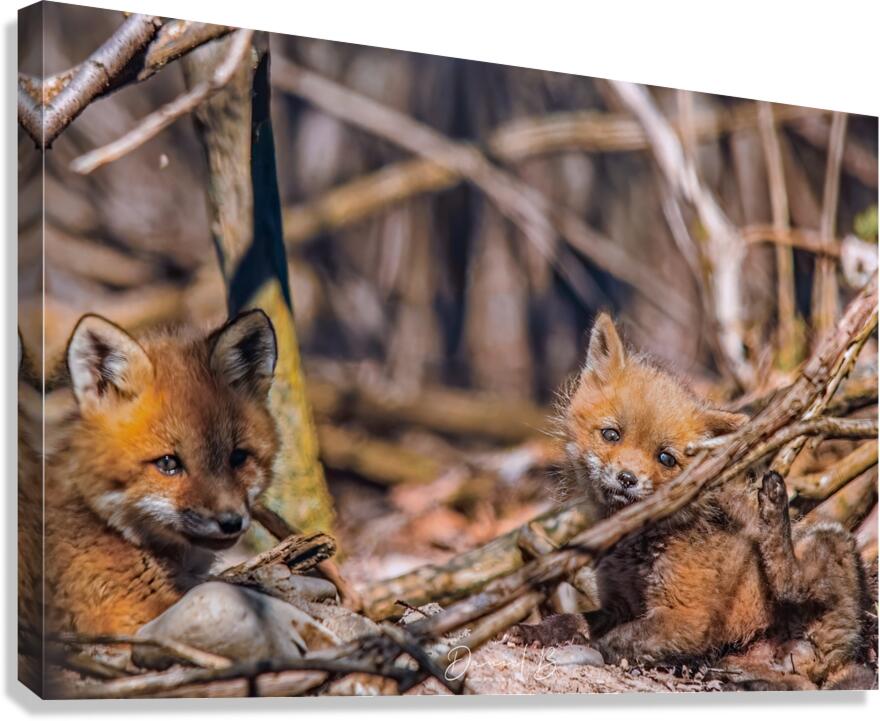 Innocence  Canvas Print