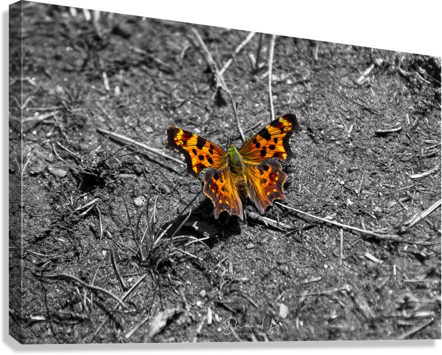 Comma Canvas Print