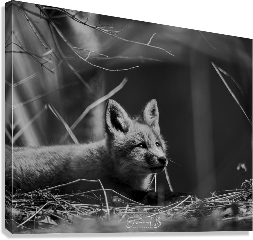 Wonder Canvas Print