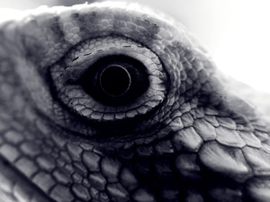 Dragon’s Eye