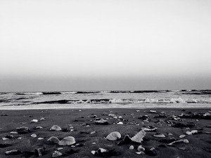 Shells and Sky
