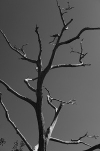 Bare Bones