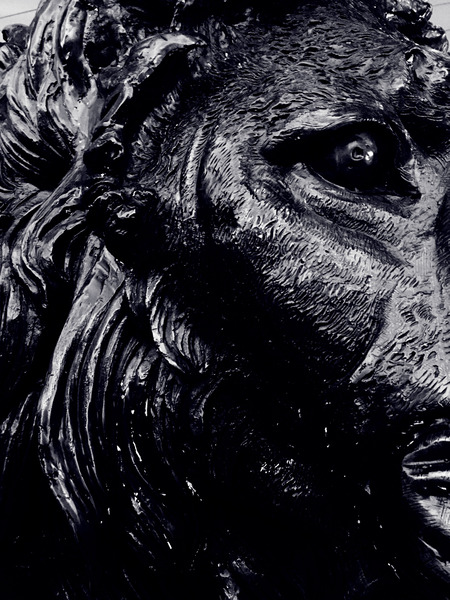 The Lion  Print