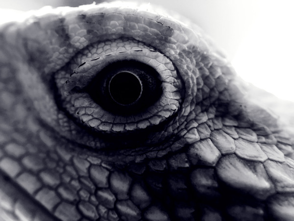 Dragon’s Eye  Print