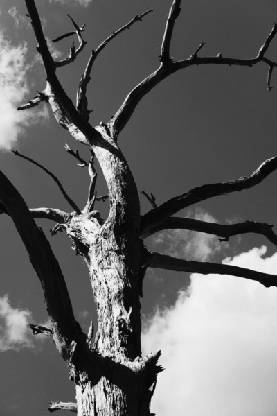 Dead & Twisted by Adam Caudill