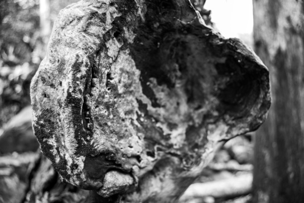  Nature’s Art by Adam Caudill