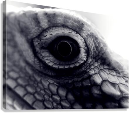 Dragon’s Eye  Canvas Print