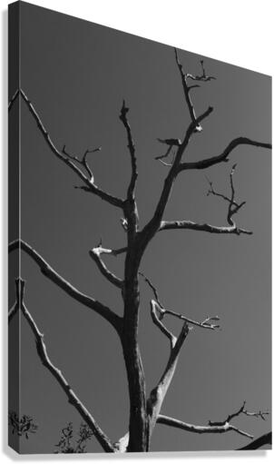 Bare Bones  Canvas Print