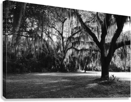 Silent Observers  Canvas Print