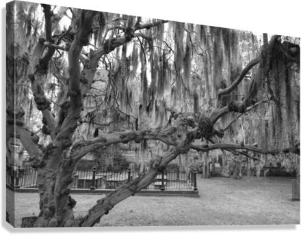 The Old Man of the Cemetery  Canvas Print
