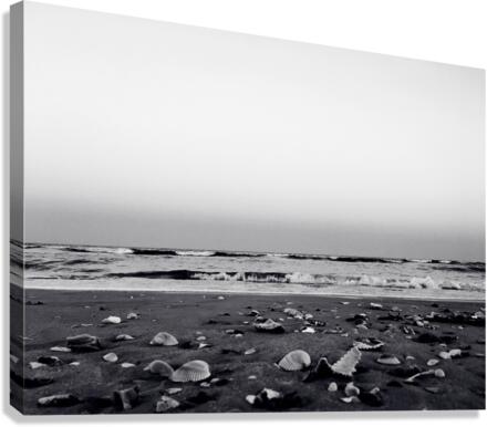 Shells and Sky  Canvas Print