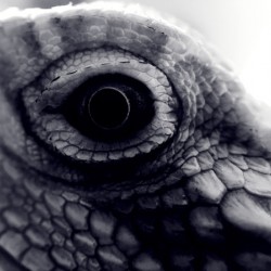 Dragon’s Eye