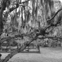 The Old Man of the Cemetery