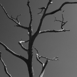 Bare Bones