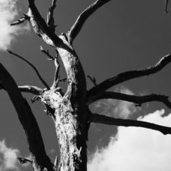 Dead & Twisted